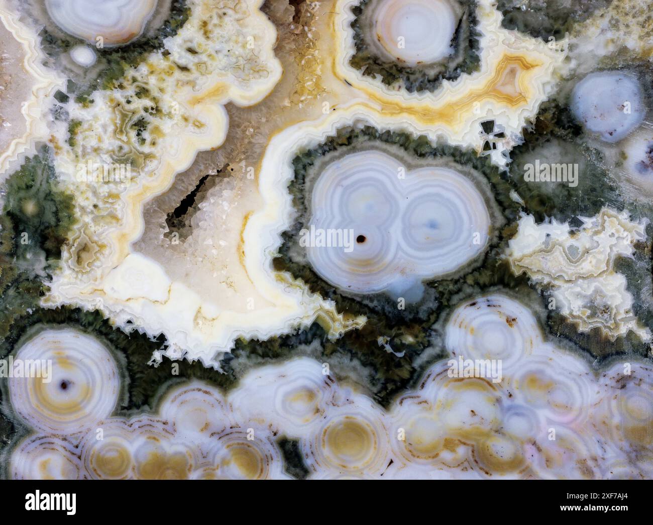 Stati Uniti, Stato di Washington, Sammamish. Primo piano di Ocean jasper Foto Stock