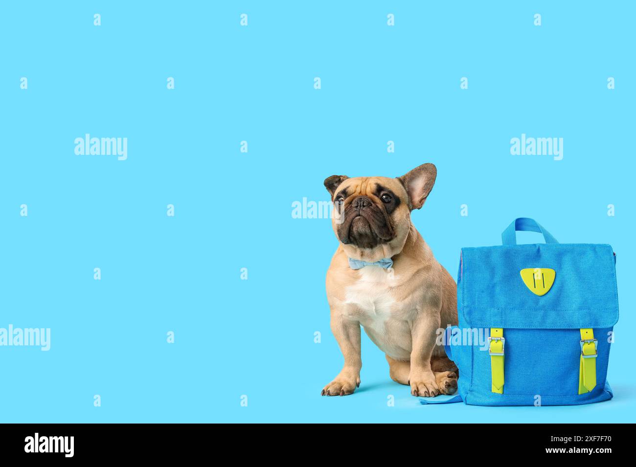 Carino bulldog francese con zaino scolastico su sfondo blu Foto Stock