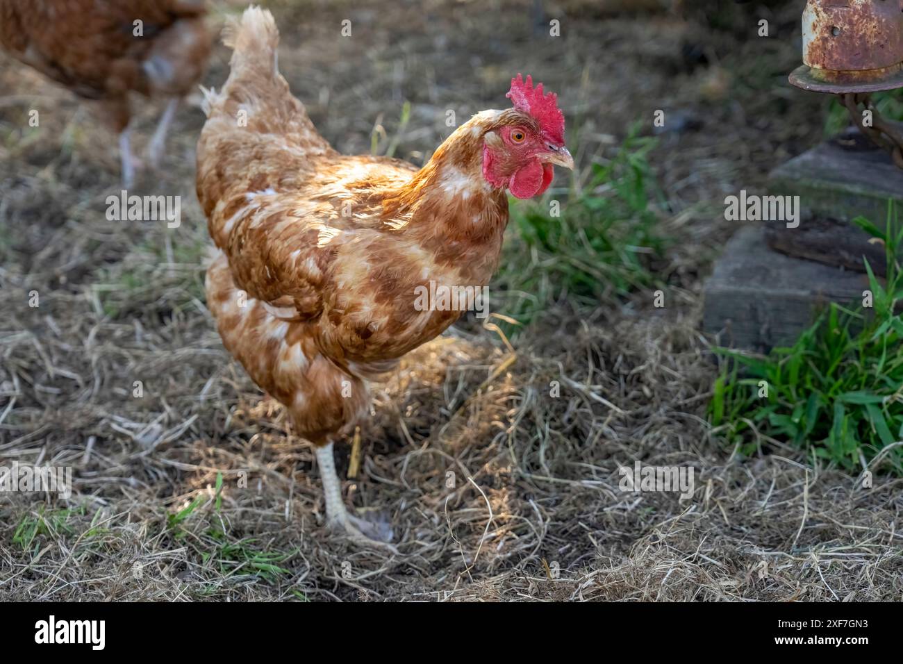 Chimacum, Stato di Washington, Stati Uniti. Gallina mista di razza all'aperto in piedi su una gamba Foto Stock