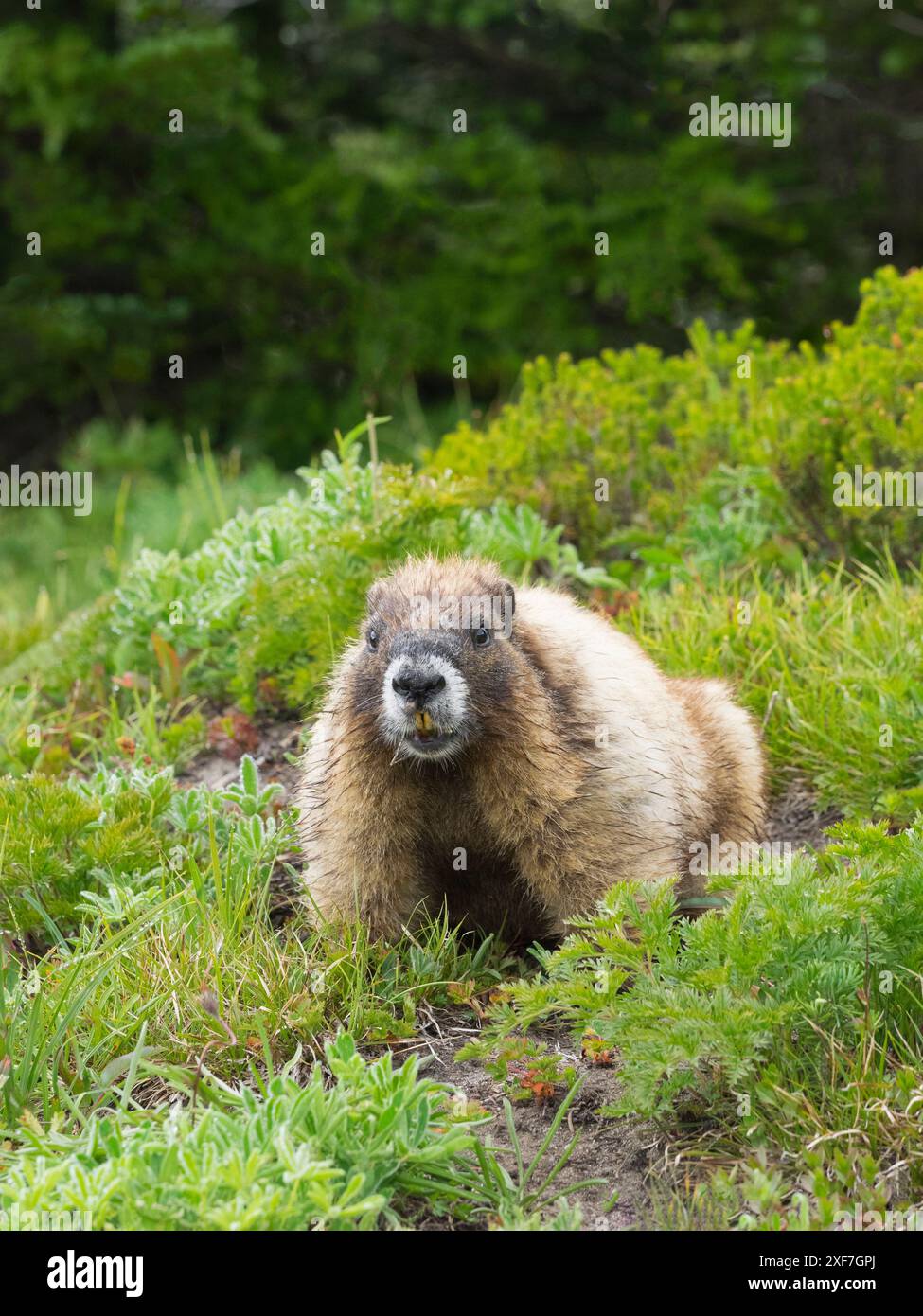 Washington, Mount Rainier National Park. Marmotta in un rigoglioso prato alpino Foto Stock