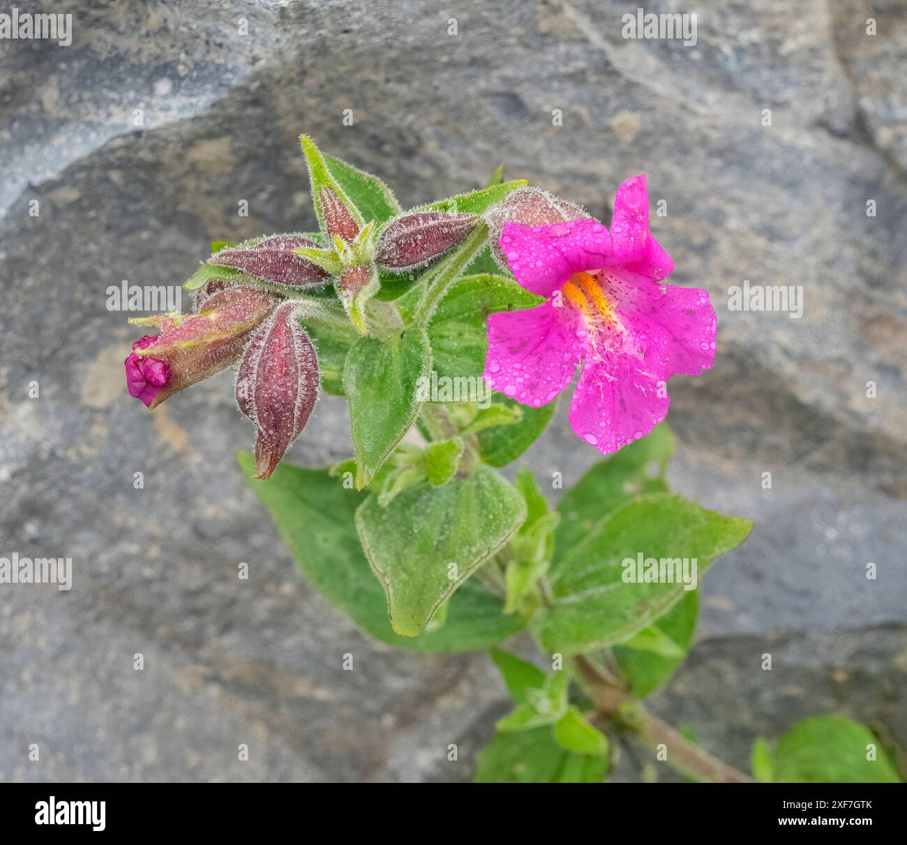 Washington, Mount Rainier National Park. Scena ravvicinata di vibranti scimmie di Lewis ricoperte di gocce di rugiada Foto Stock