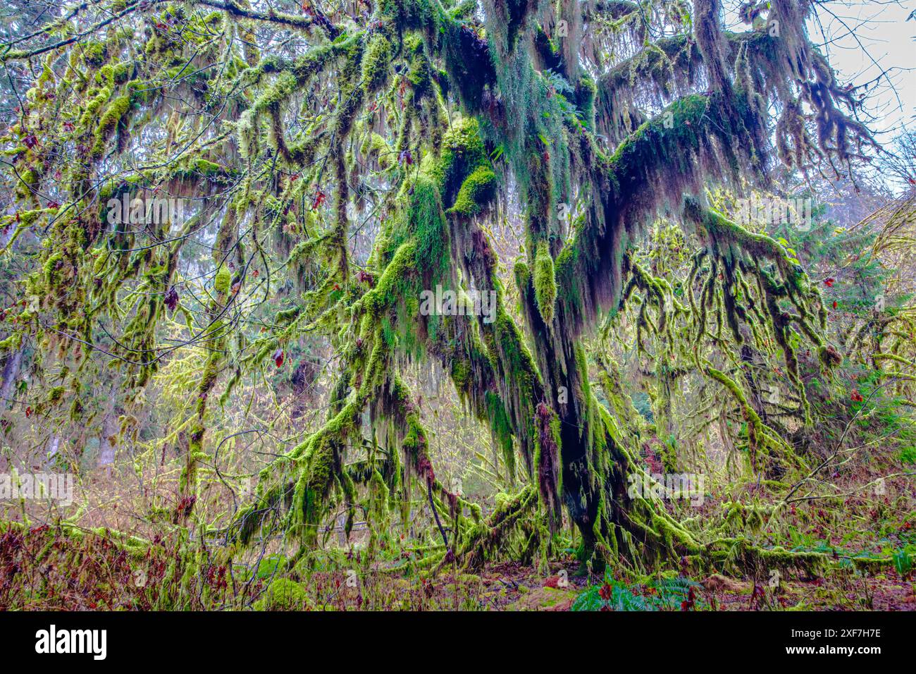 Hoh Rainforest, il Parco Nazionale di Olympic Foto Stock