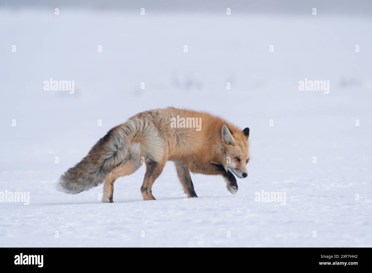Stati Uniti, Wyoming, parco nazionale di Yellowstone. Una volpe rossa cammina attraverso la neve con il vento che soffia il suo spesso cappotto. Foto Stock