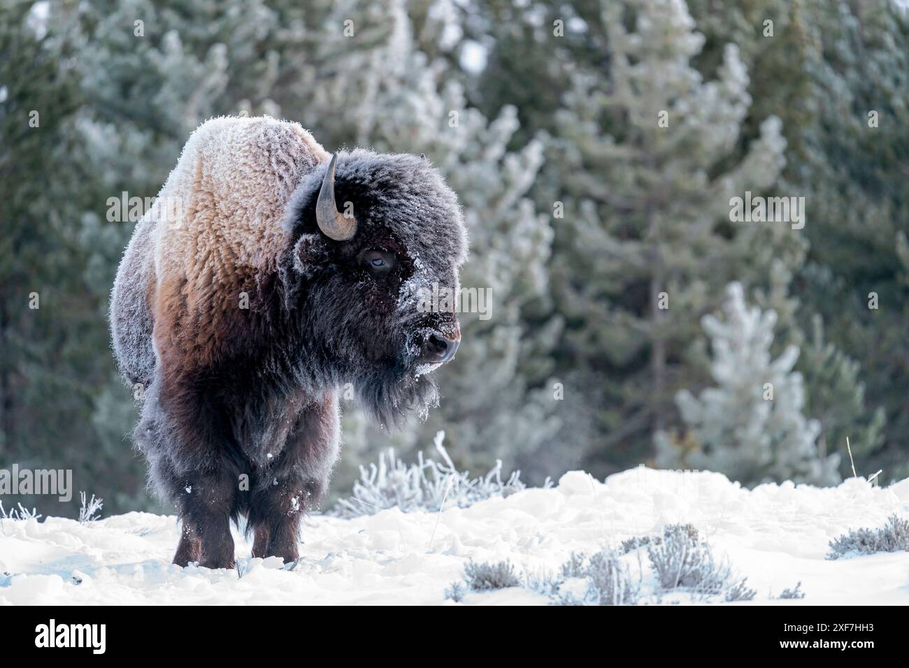 USA, Wyoming, parco nazionale di Yellowstone, bisonte americano, bisonte di Bos. Ritratto di un bisonte coperto dal gelo. Foto Stock