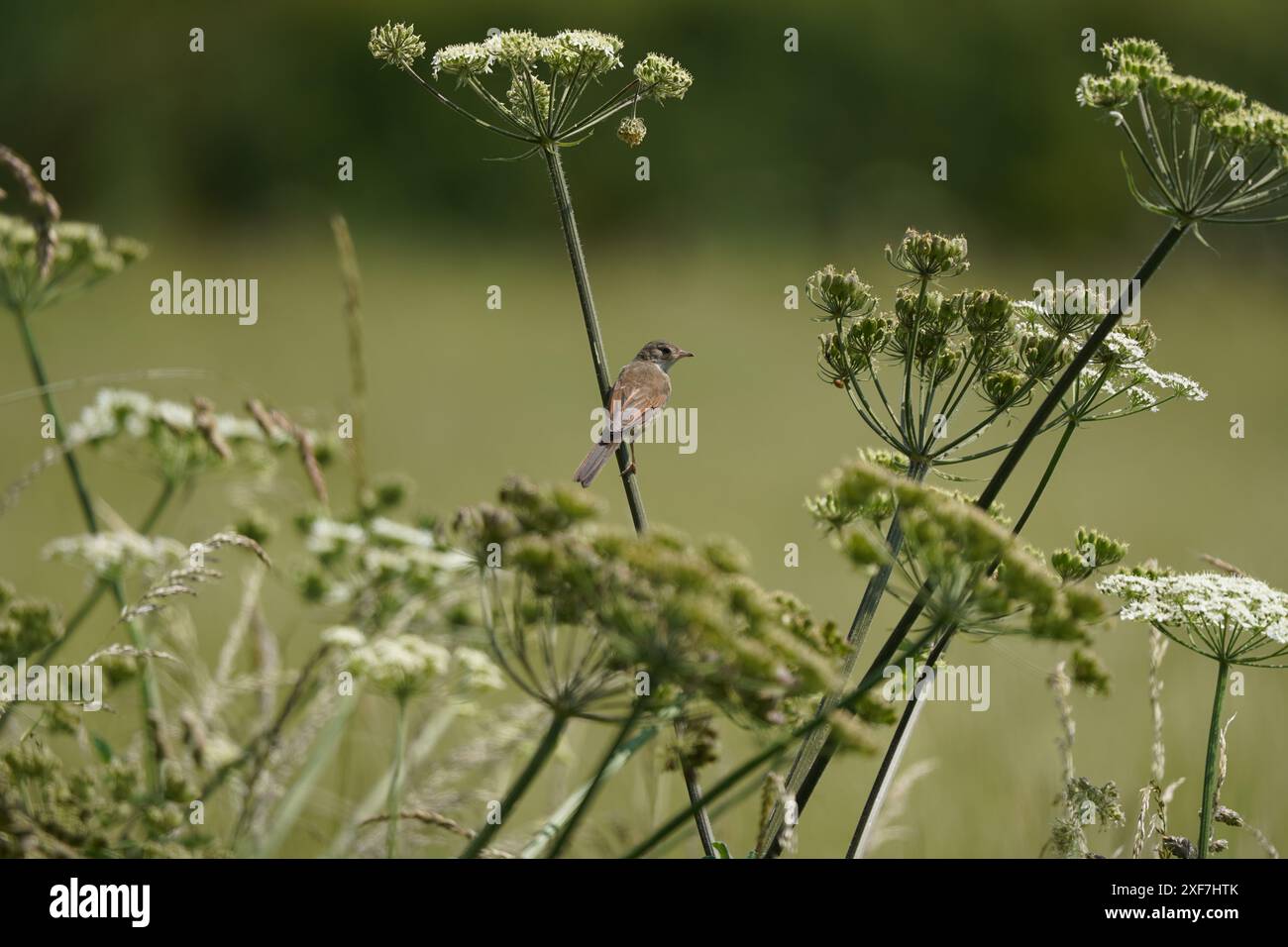 Gola bianca giovanile (curruca communis) arroccata su prezzemolo di mucca in estate, Cambridgeshire, Regno Unito Foto Stock