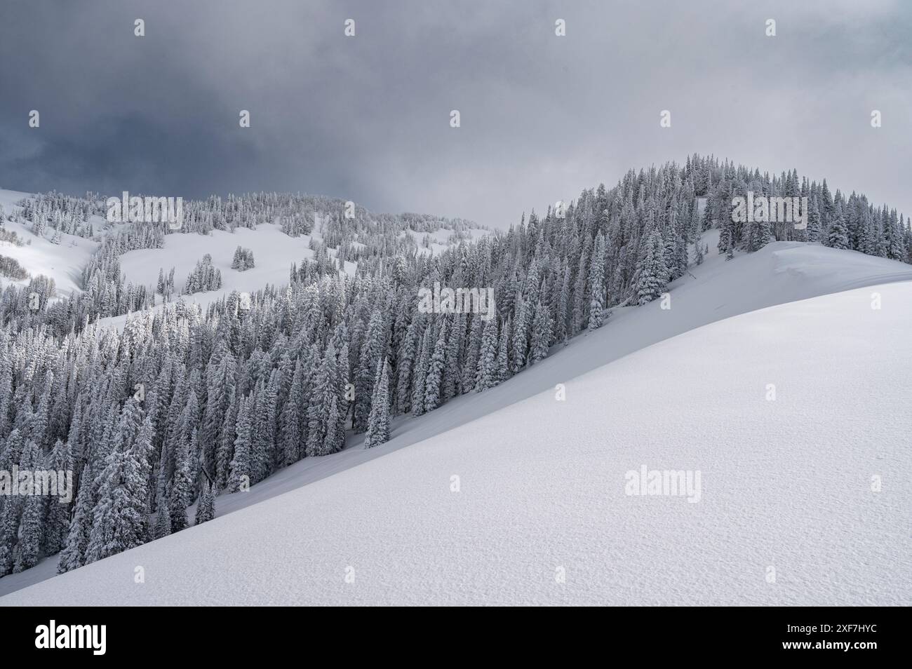 Stati Uniti, Wyoming. Paesaggio di ciotola innevata e alberi sempreverdi dopo la tempesta di neve. Foto Stock