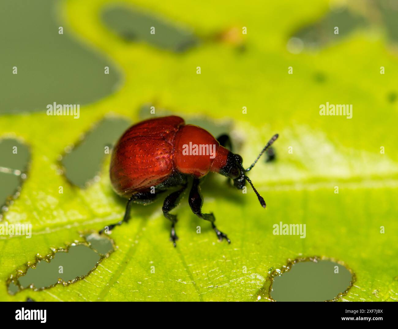 Lamina weevil Homoeolabus analis insetto quercia foglie di foglie di controllo della natura parassita. Foto Stock
