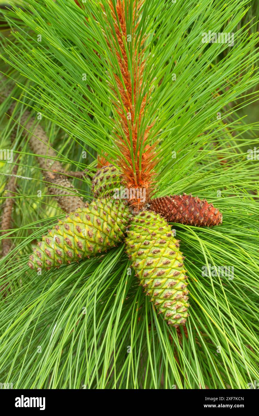 Coni di pino Ponderosa (Pinus ponderosa), Willamette Mission State Park, Marion County, Oregon Foto Stock