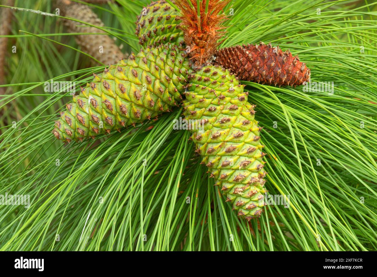 Coni di pino Ponderosa (Pinus ponderosa), Willamette Mission State Park, Marion County, Oregon Foto Stock