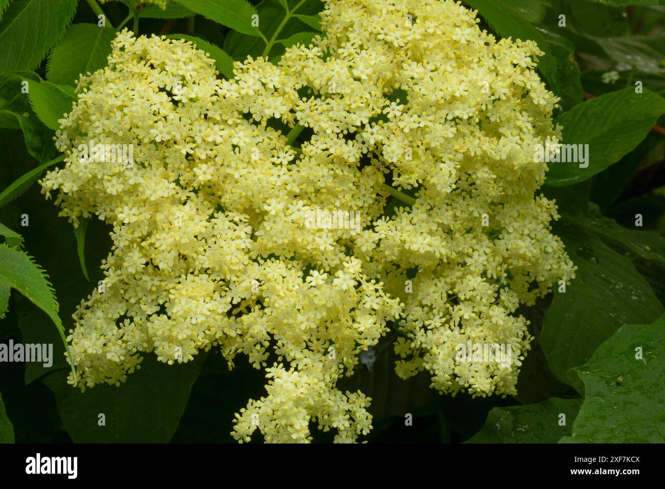 Blue Elderberry (Sambucus cerulea), Willamette Mission State Park, Marion County, Oregon Foto Stock