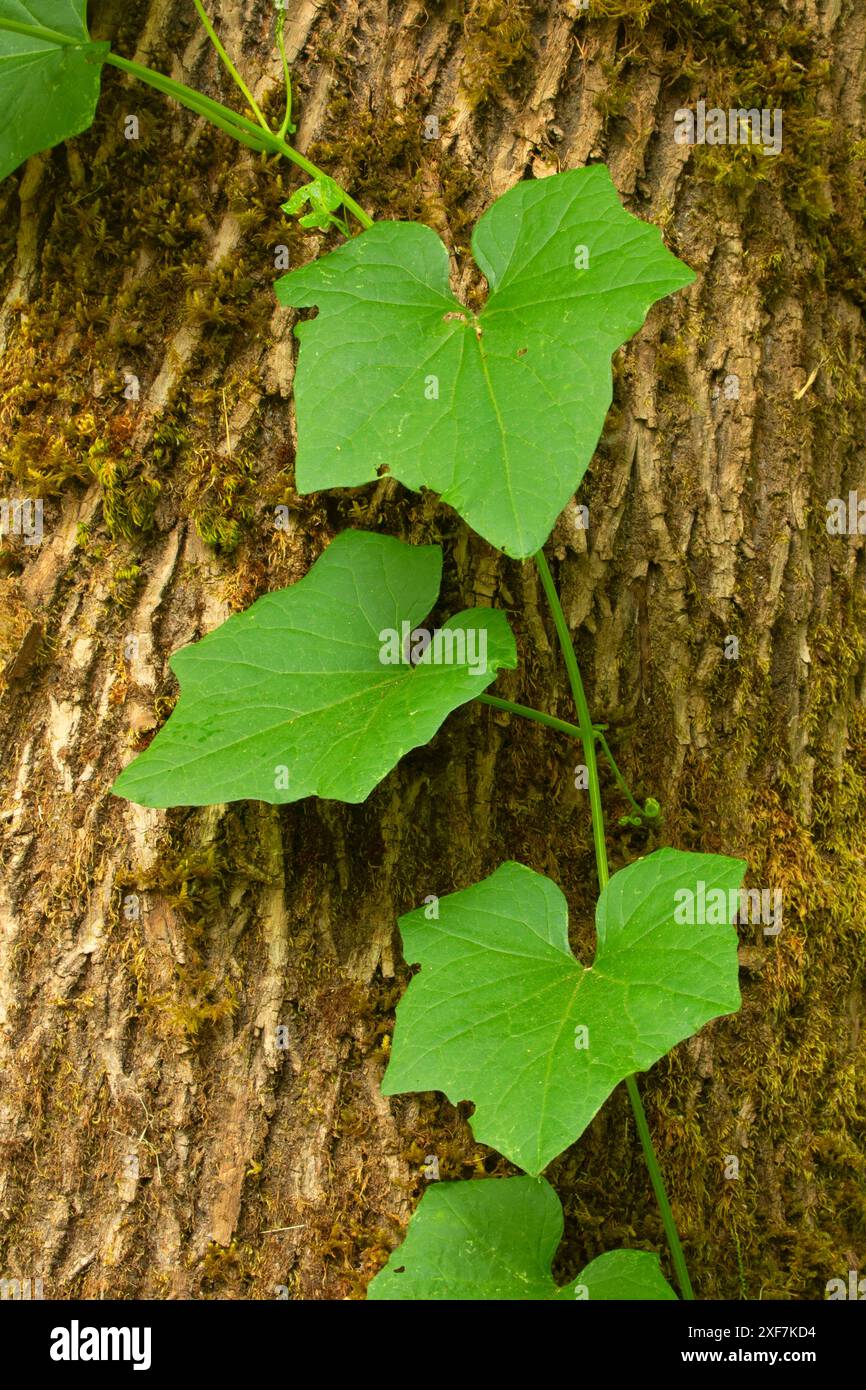 Manroot costiera (Marah oregana), Willamette Mission State Park, Marion County, Oregon Foto Stock