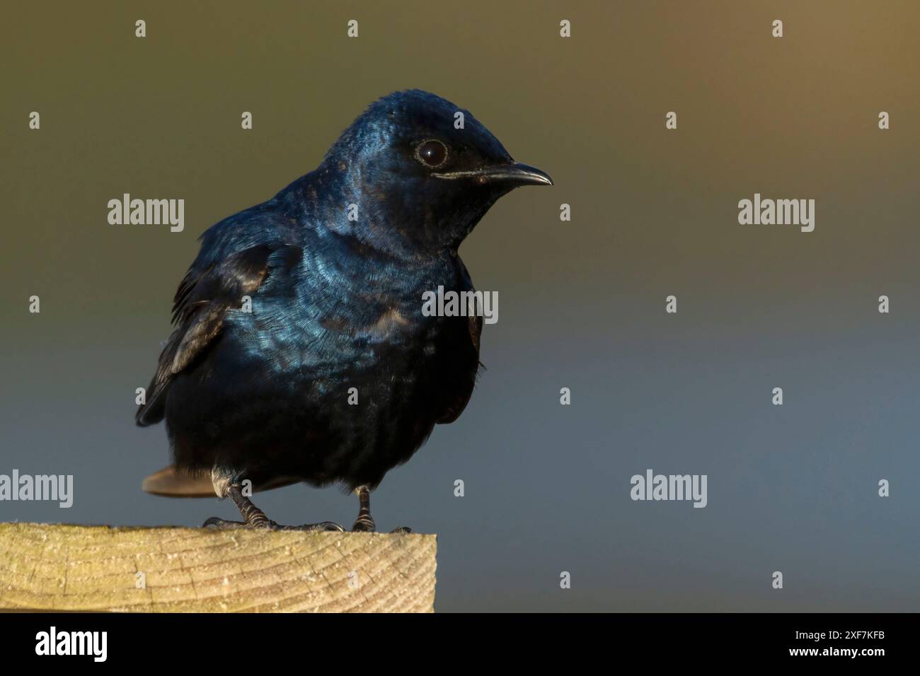 Purple Martin (Progne subis), Porto di Siuslaw Marina, Florence, Oregon Foto Stock