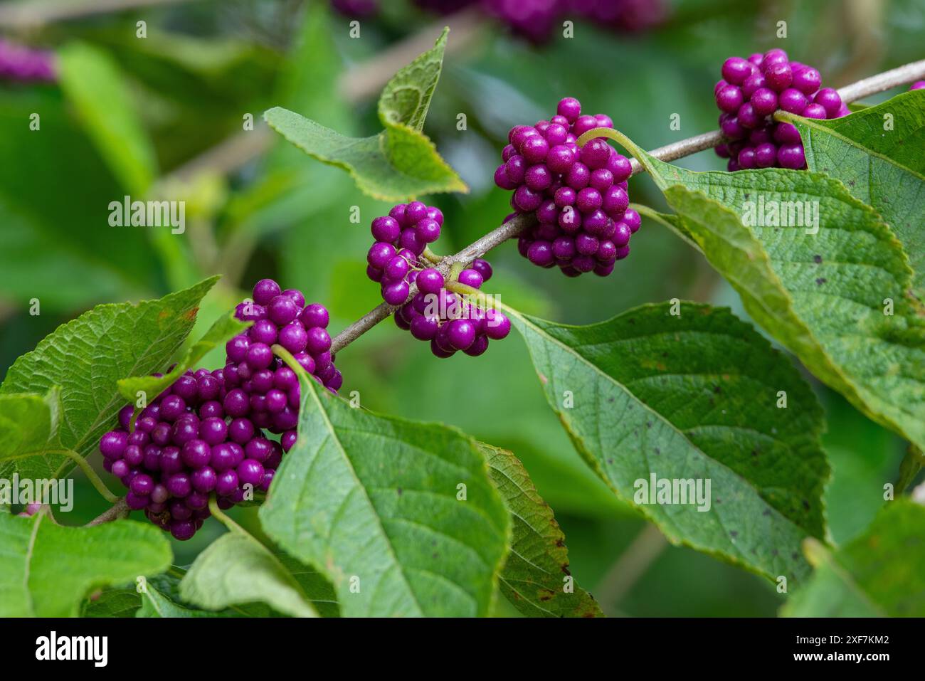 Ammasso di beautyberry che cresce su un ramo di un arbusto di beautyberry Foto Stock