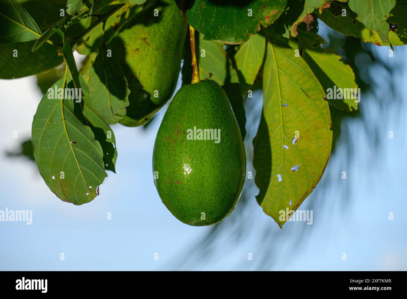 Avocado appesi al ramo di un albero di avocado Foto Stock