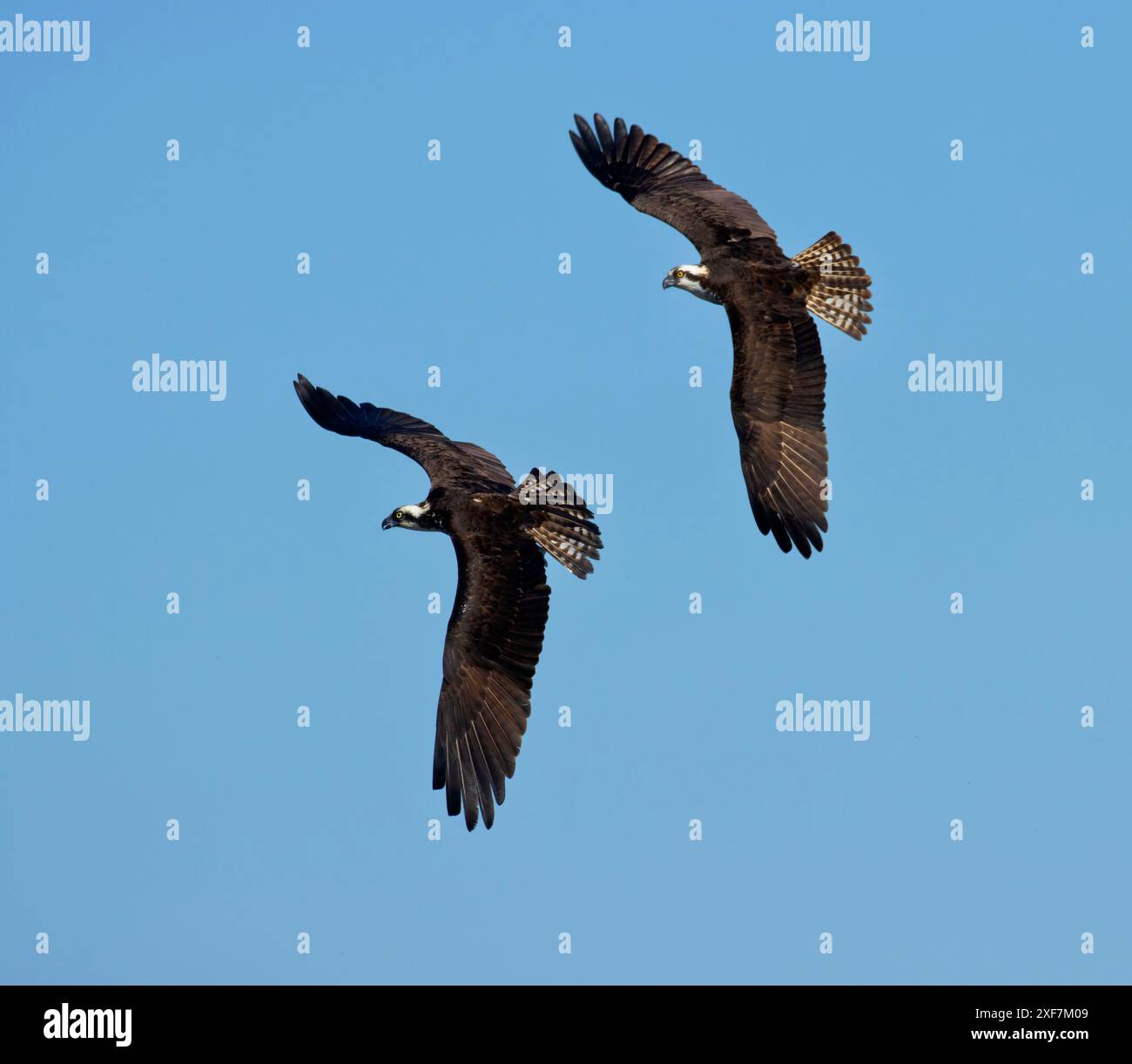 Falco pescatore (Pandion haliaetus), EE Wilson Area faunistica, Oregon Foto Stock