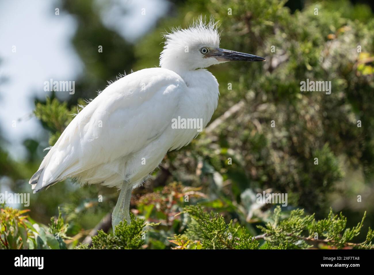 Primo piano del giovane grande Egret bianco (Ardea alba) arroccato sull'albero in attesa che la mamma gli portasse del cibo. Foto Stock