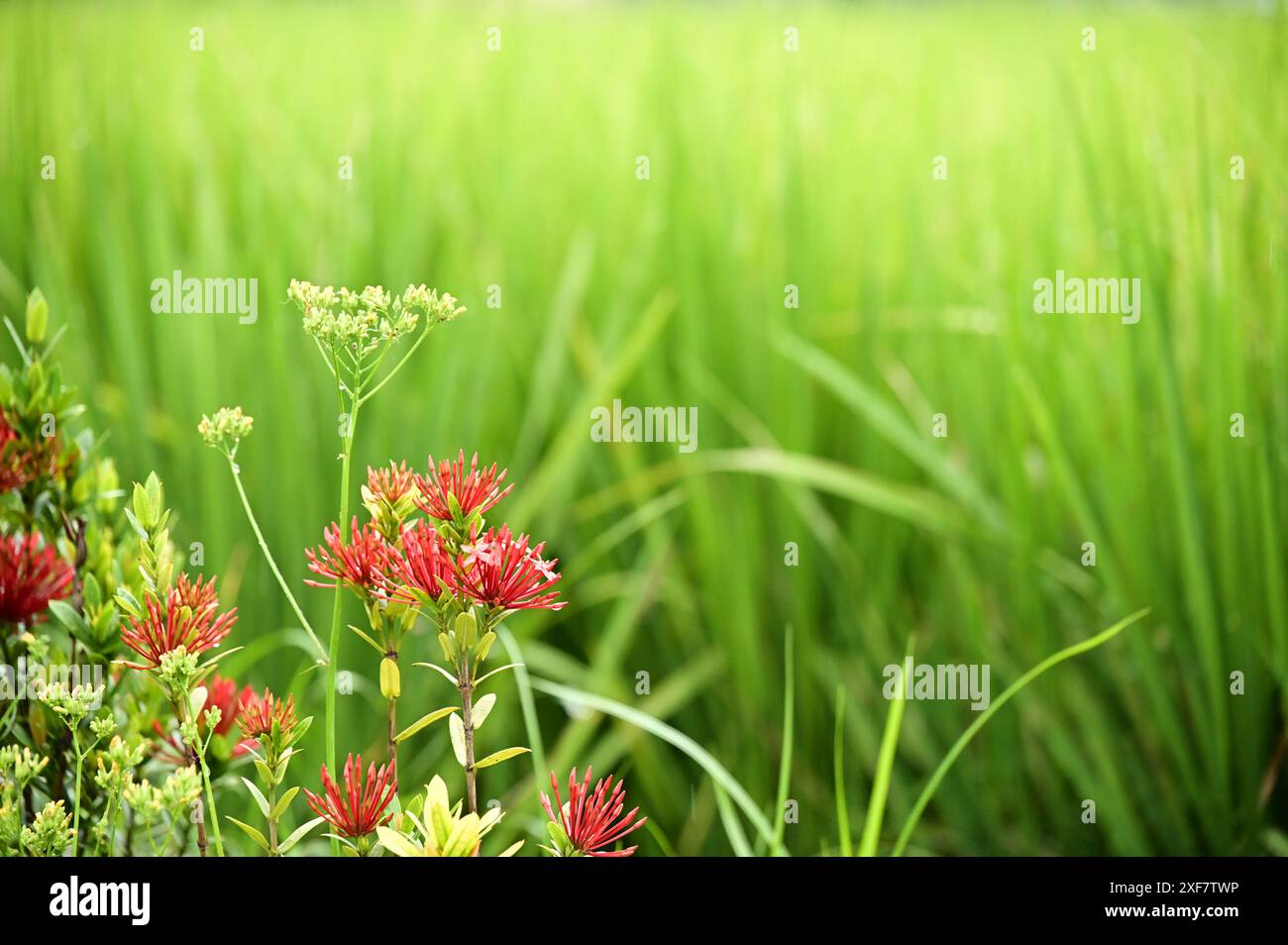Contrasto luce diurna: Campi di riso verdi e fiori rossi Foto Stock