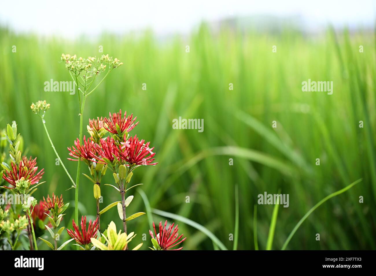 Contrasto luce diurna: Campi di riso verdi e fiori rossi Foto Stock