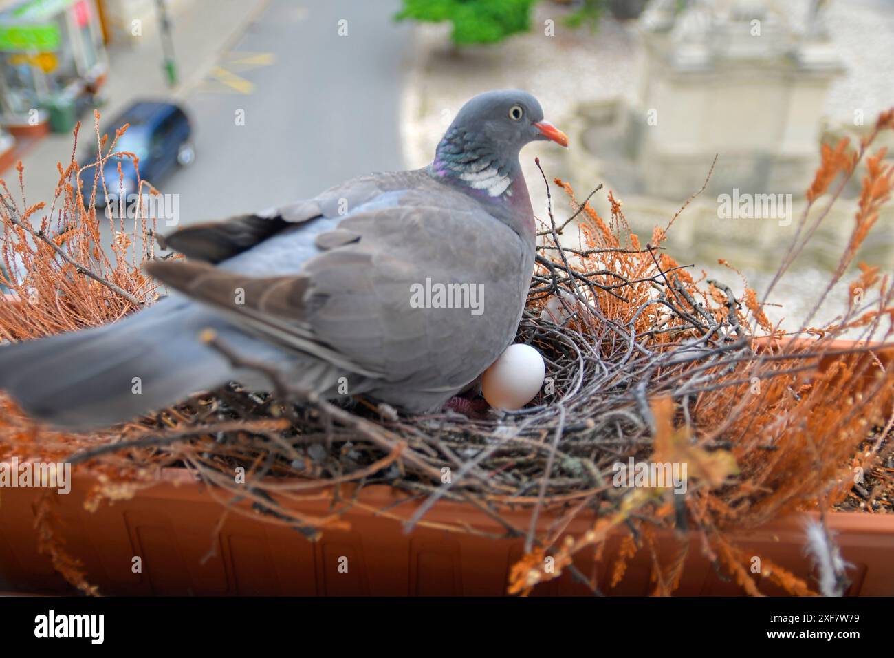 Colombe sedute sulle uova. Colombe e uova. Nido di piccione con un uovo costruito su un davanzale in città Foto Stock