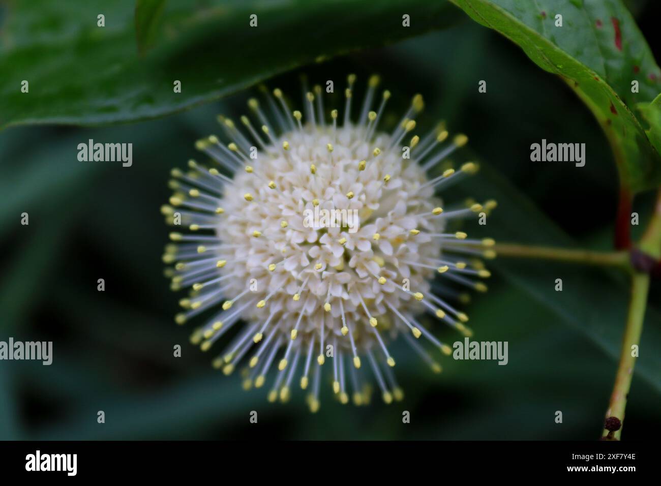 Scatti di natura Foto Stock