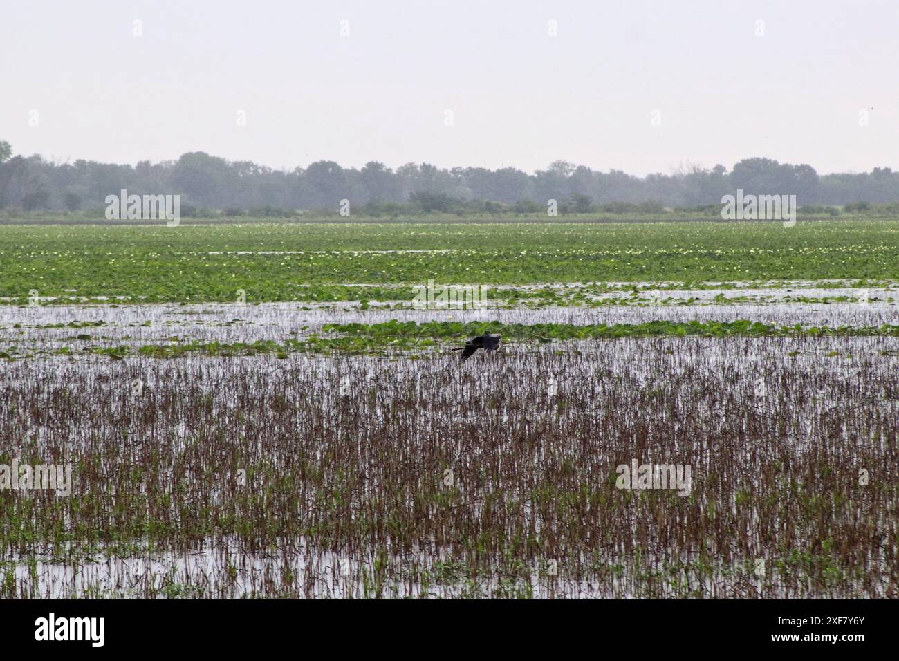 Scatti di natura Foto Stock