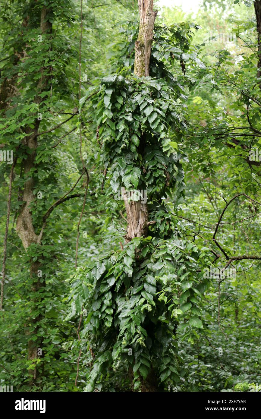 Scatti di natura Foto Stock