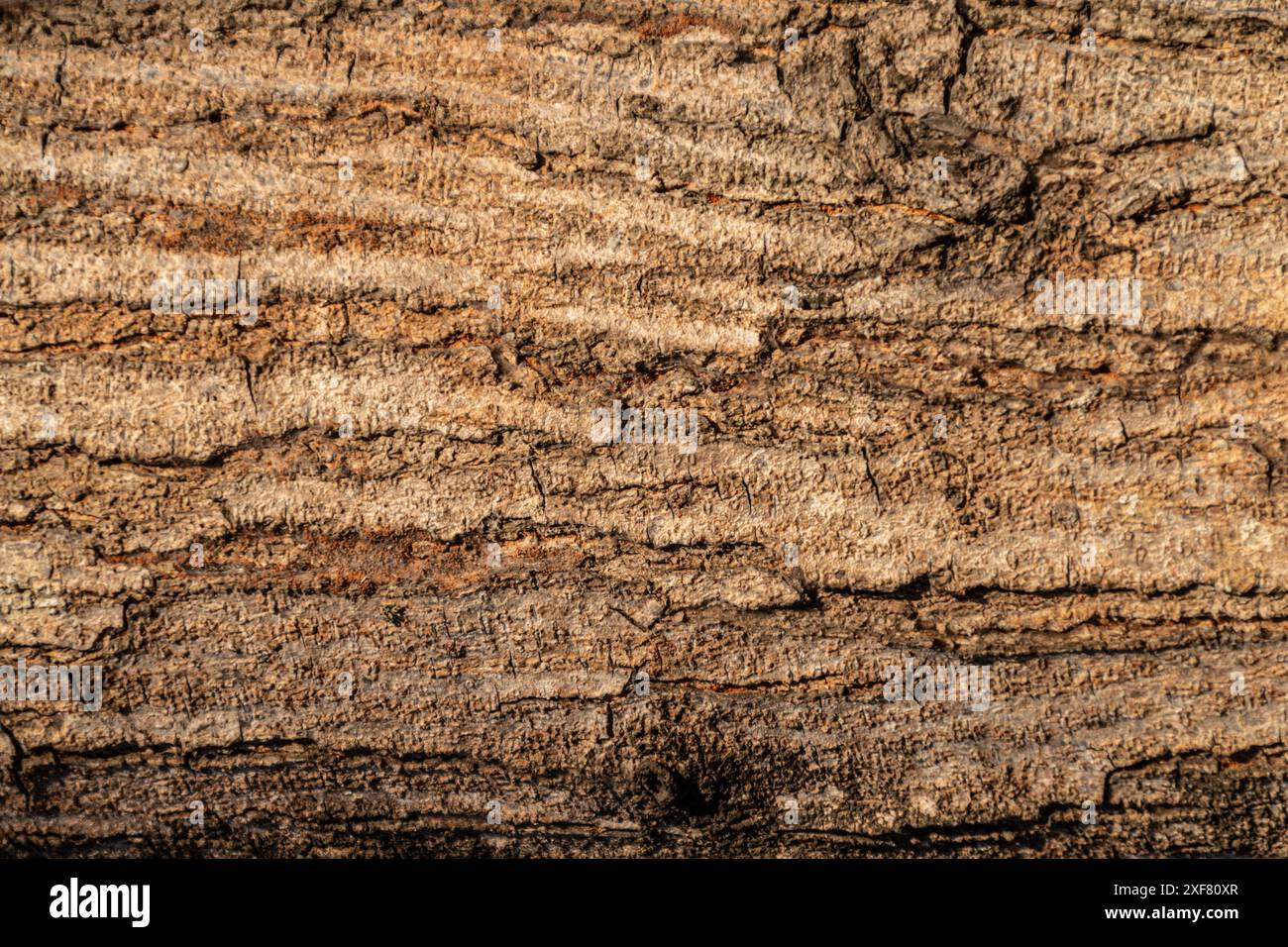 trama dettagliata della corteccia degli alberi con superficie ruvida e motivo naturale Foto Stock