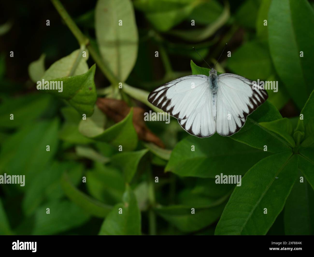 Farfalla Albatross a righe ( Appias libythea ) su foglia verde di pianta arborea nella foresta, colore marrone bianco e nero sull'ala di insetto Foto Stock