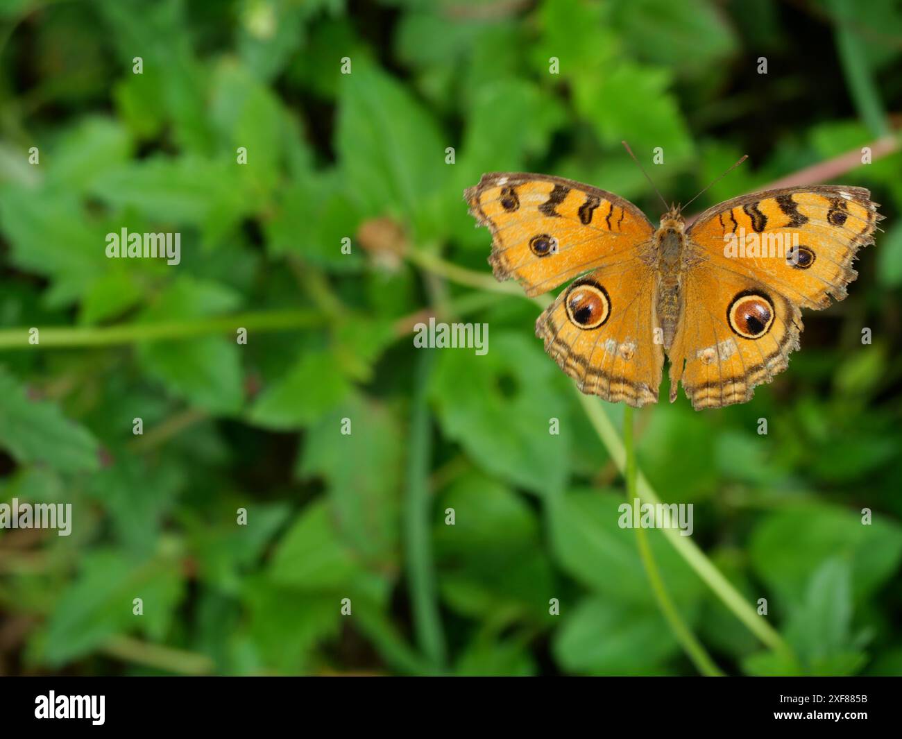 La farfalla di Peacock Pansy (Junonia almana) su foglia con fondo verde naturale, modello simile agli occhi sull'ala di insetto di colore arancione Foto Stock
