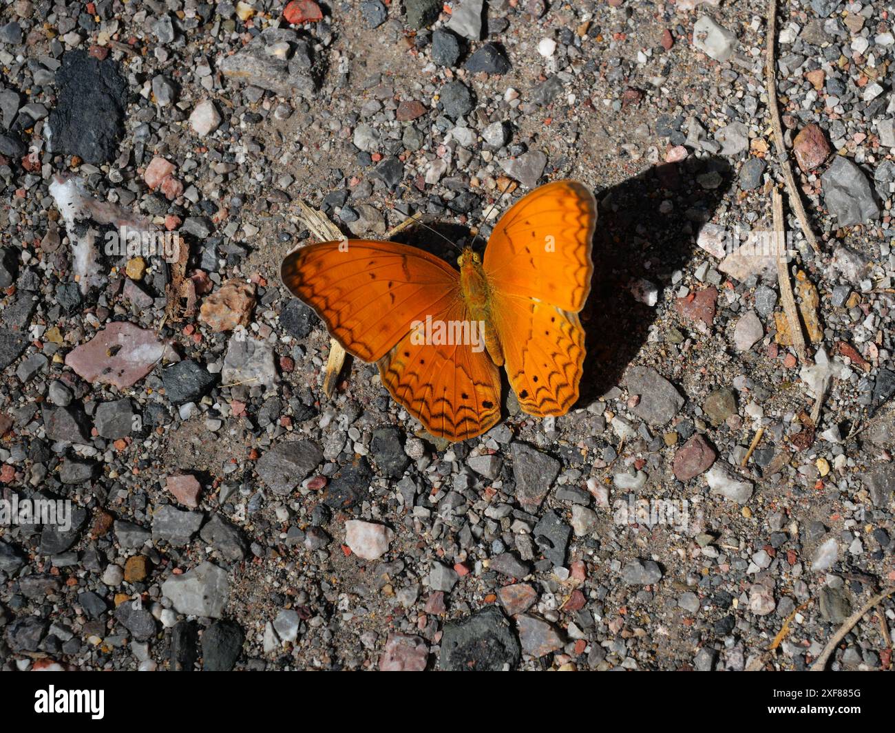 La farfalla di Common Yeoman cammina per terra nella foresta, strisce nere sulle ali arancioni di insetti tropicali Foto Stock