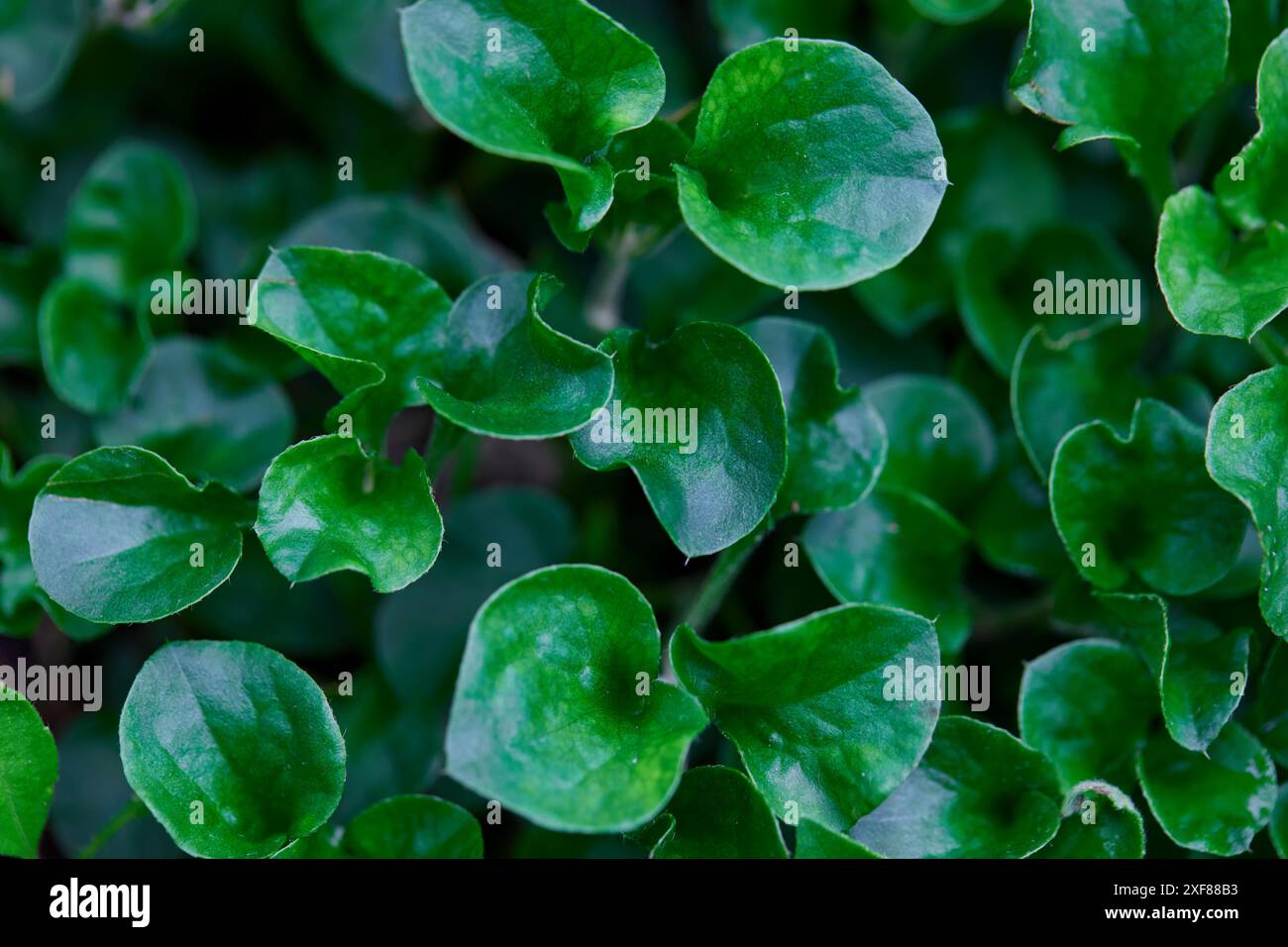 Il crescione verde cresce nell'orto Foto Stock