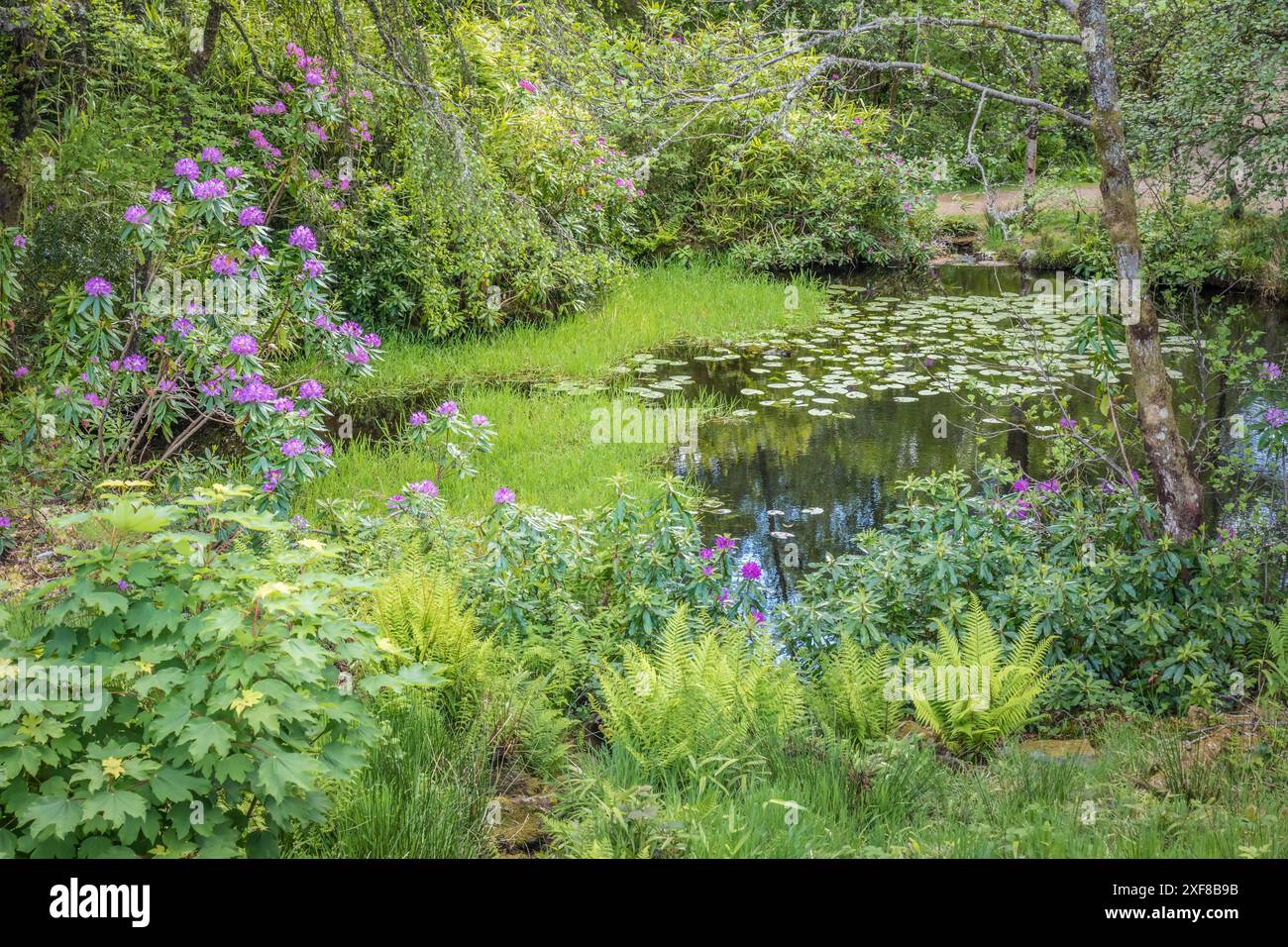 Geografia / viaggi, Gran Bretagna, Scozia, stagno in Glencoe House giardino paesaggistico, Ballachulish, ULTERIORI-DIRITTI-CLEARANCE-INFO-NON-DISPONIBILI Foto Stock