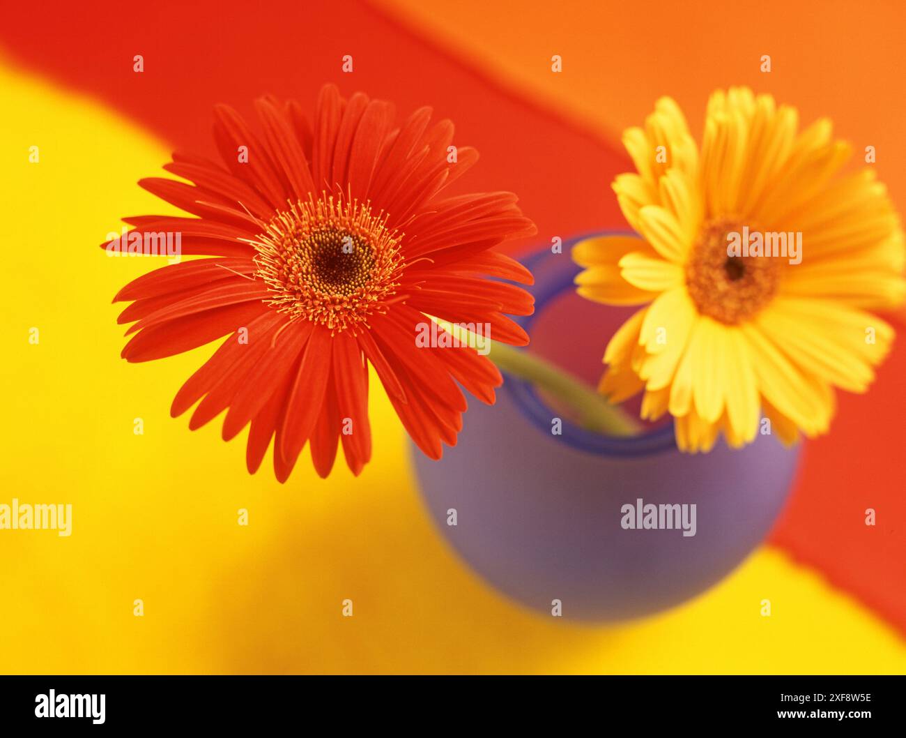 Botanica, gerbera rossa e gialla in vaso di vetro blu su sfondo rosso giallo e arancione, DIRITTI AGGIUNTIVI-CLEARANCE-INFO-NON-DISPONIBILE Foto Stock
