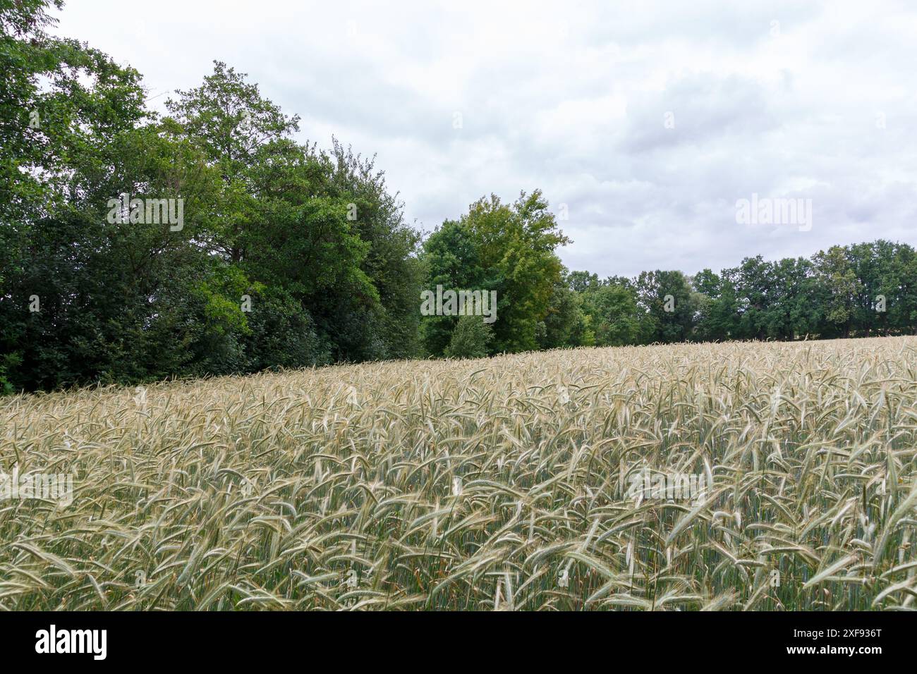La campagna di Gatow Foto Stock