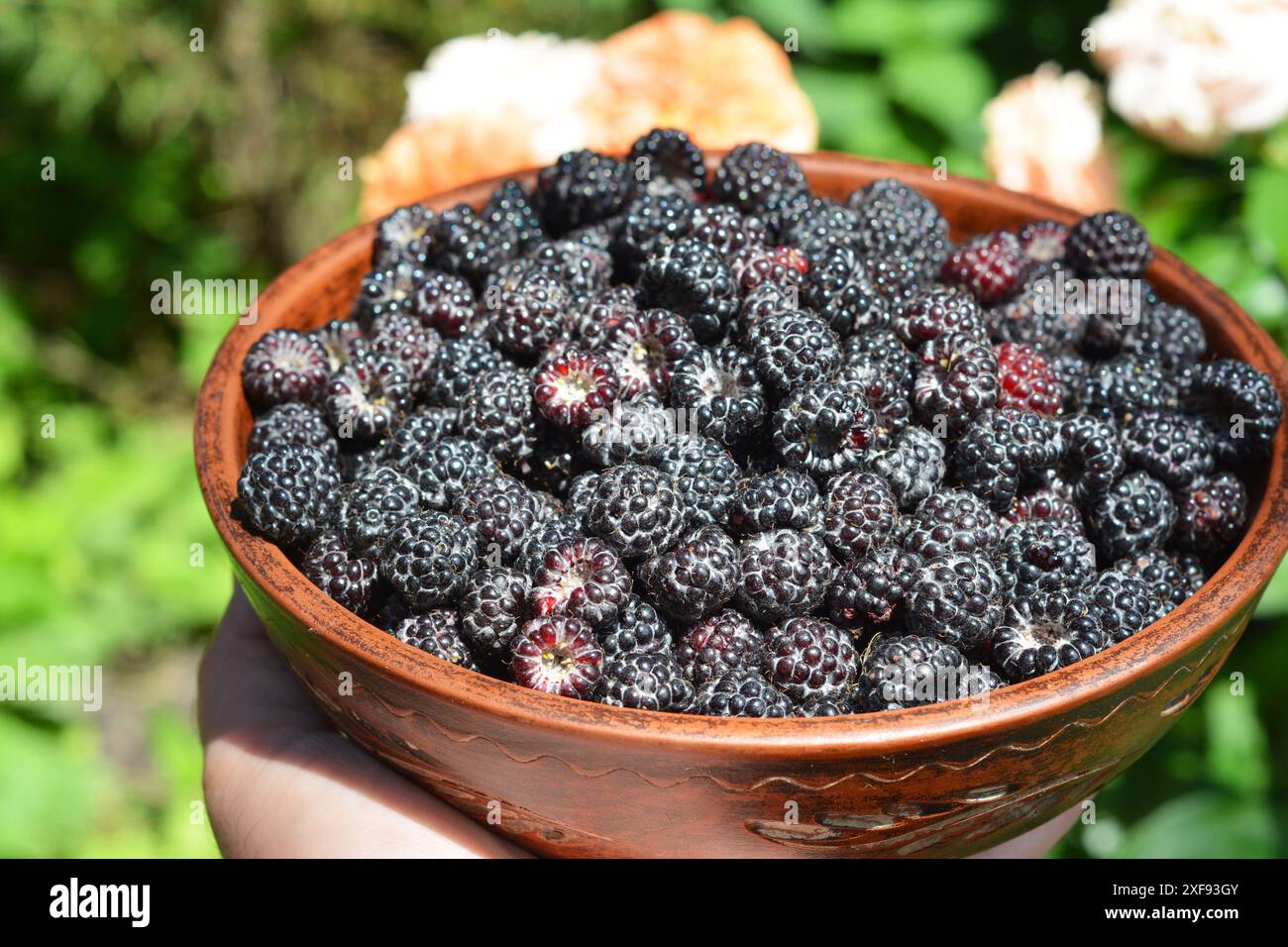 Lampone nero. La pianta Cumberland Black Raspberry produce bacche di medie dimensioni, blu-nere, dal sapore eccezionale dei lamponi. Foto Stock