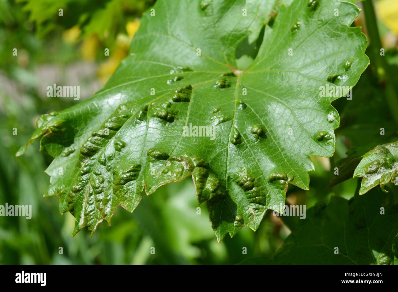 Sintomi della malattia dell'uva. Malattia fungina sulle foglie di vite d'uva. Foto Stock