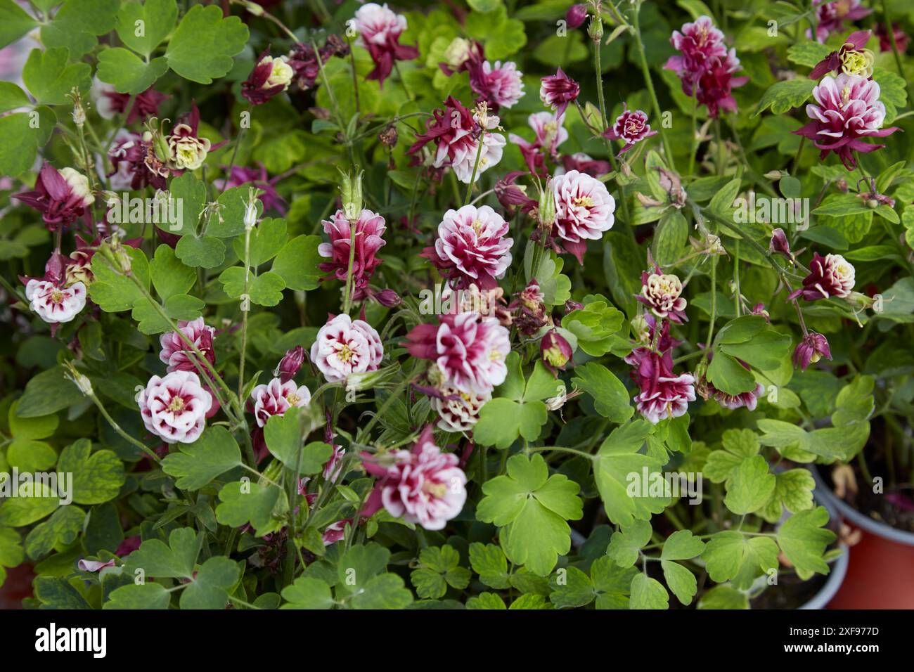 Aquilegia vulgaris, columbine winky piante bianche rosse doppie con fiori Foto Stock