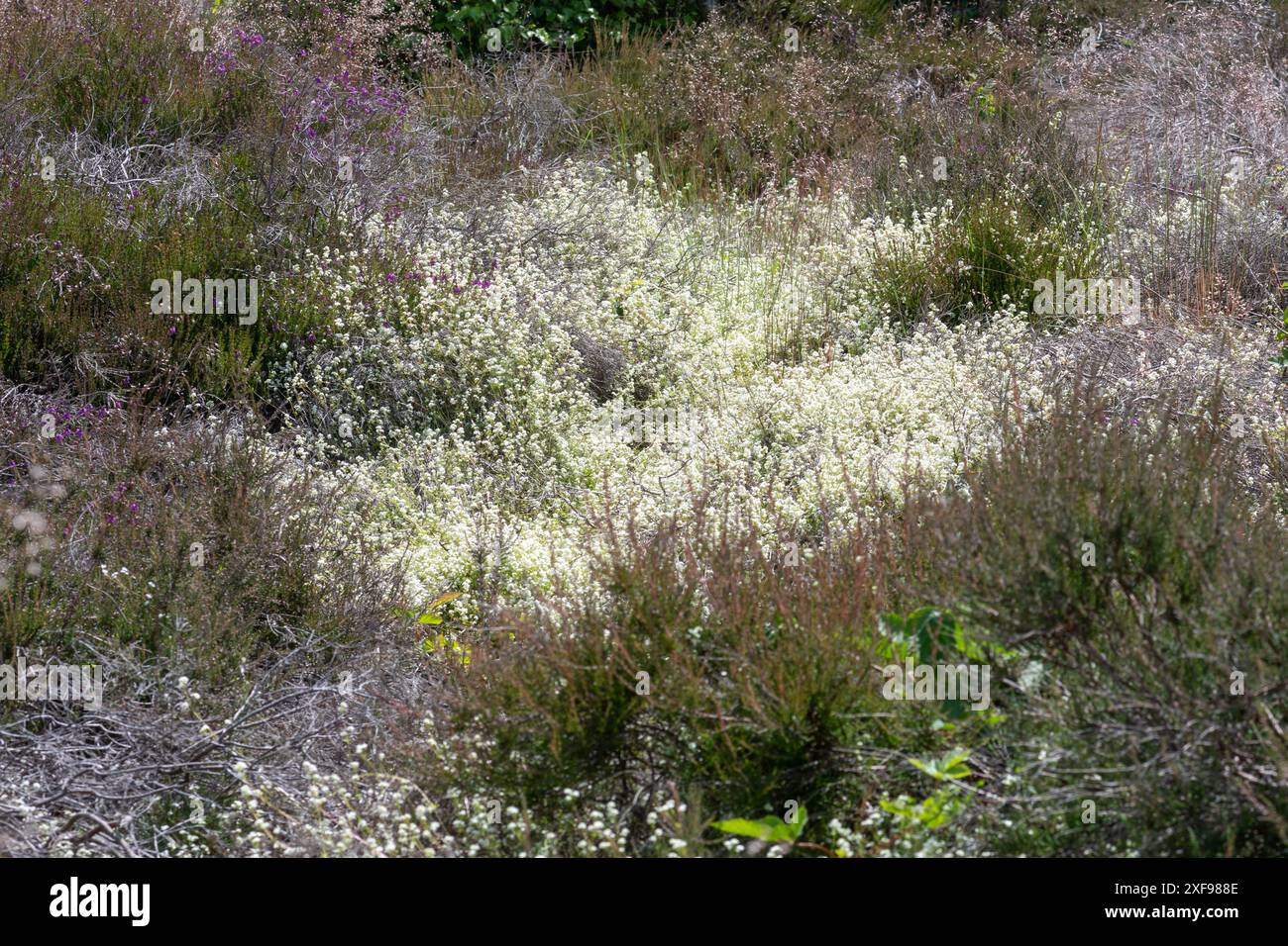 Heath Bedstraw (Galium saxatile), una zona della pianta bianca in fiore o dei fiori selvatici che fioriscono nel sito della brughiera dell'Hampshire durante giugno, Inghilterra, Regno Unito Foto Stock