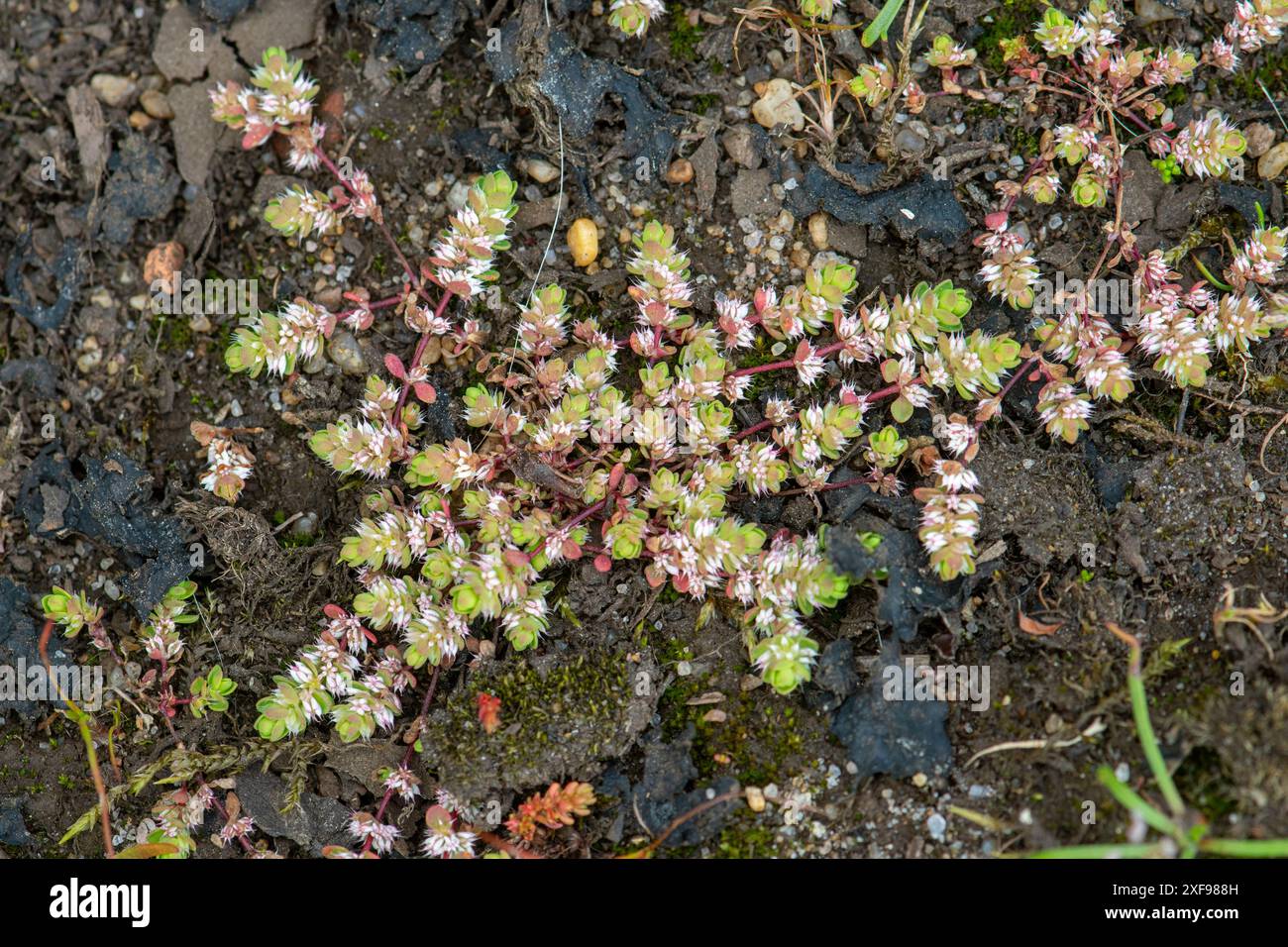 Collana di corallo ( Illecebrum verticillatum), una pianta rara con steli rossi e ammassi di fiori bianchi che assomigliano a perline, Hampshire, Inghilterra Regno Unito Foto Stock