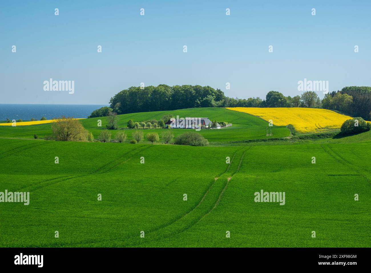 Paesaggio con colture verdi e gialle a Sjoerup, municipalità di Ystad, contea di Skane, Svezia, Scandinavia Foto Stock