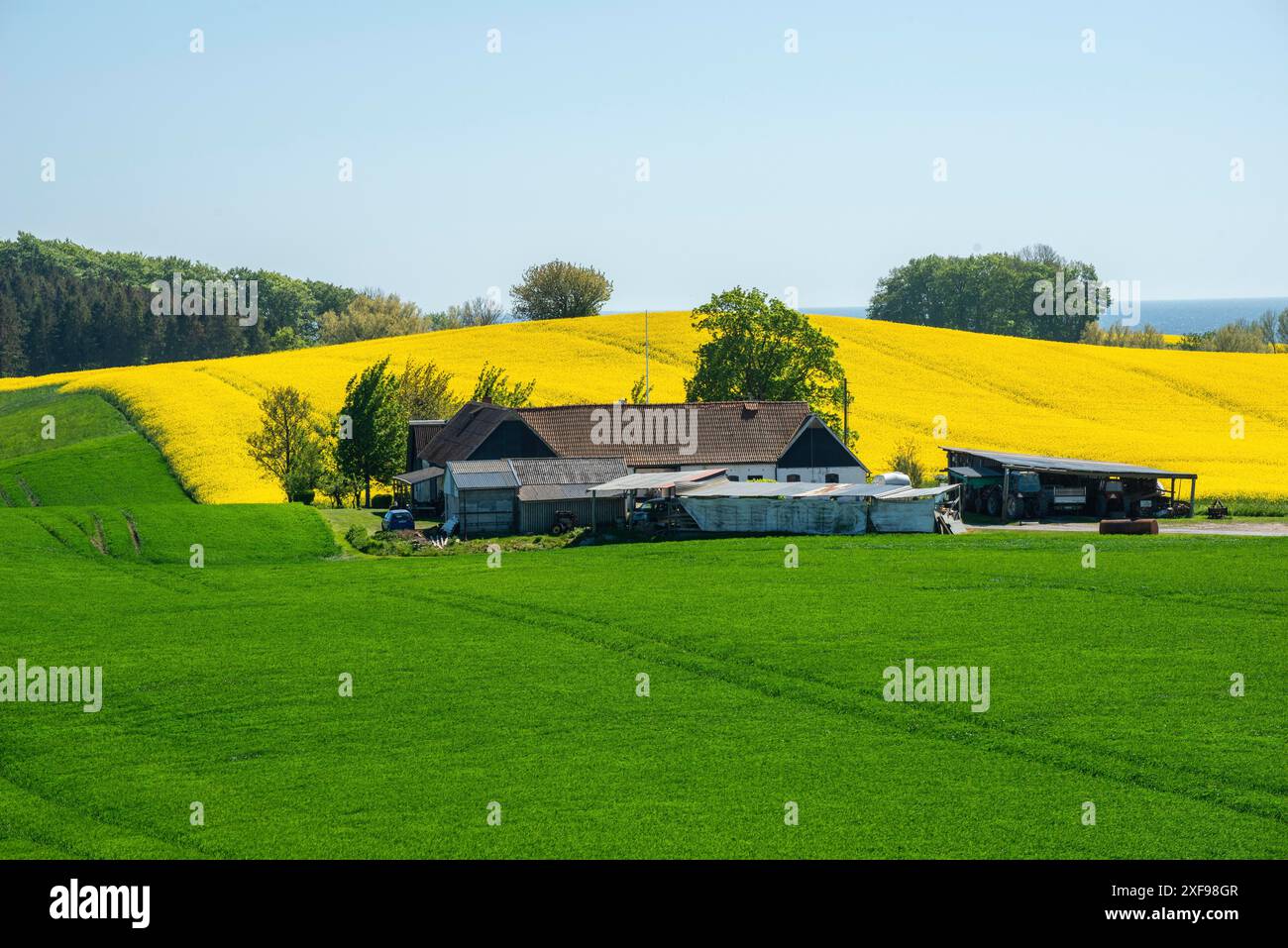 Paesaggio con colture verdi e gialle a Sjoerup, municipalità di Ystad, contea di Skane, Svezia, Scandinavia Foto Stock