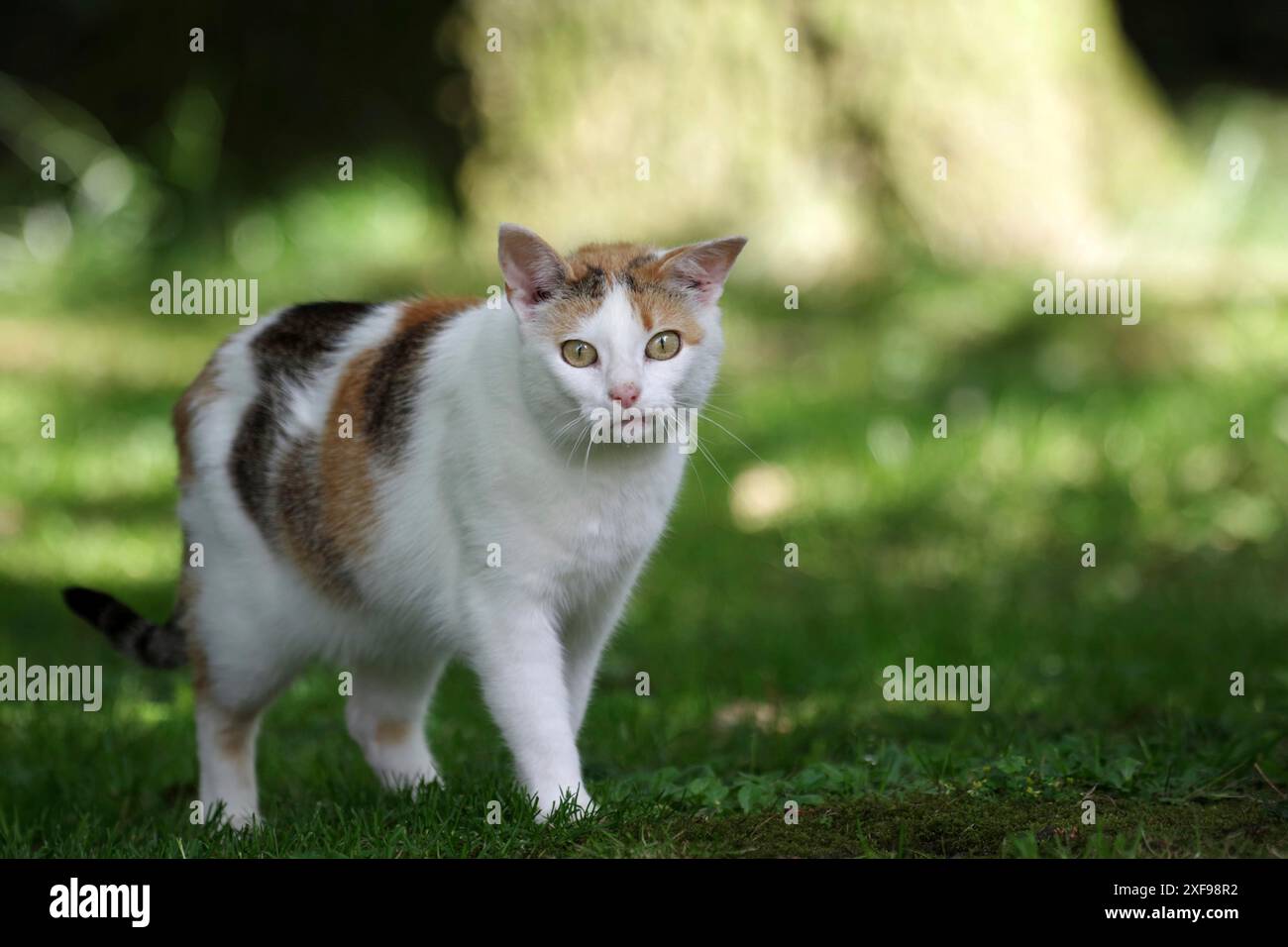 Felidae (Felis catus), tricolore, giardino, i gatti tricolori sono anche noti come gatti fortunati. L'animale cammina nel giardino e guarda direttamente Foto Stock