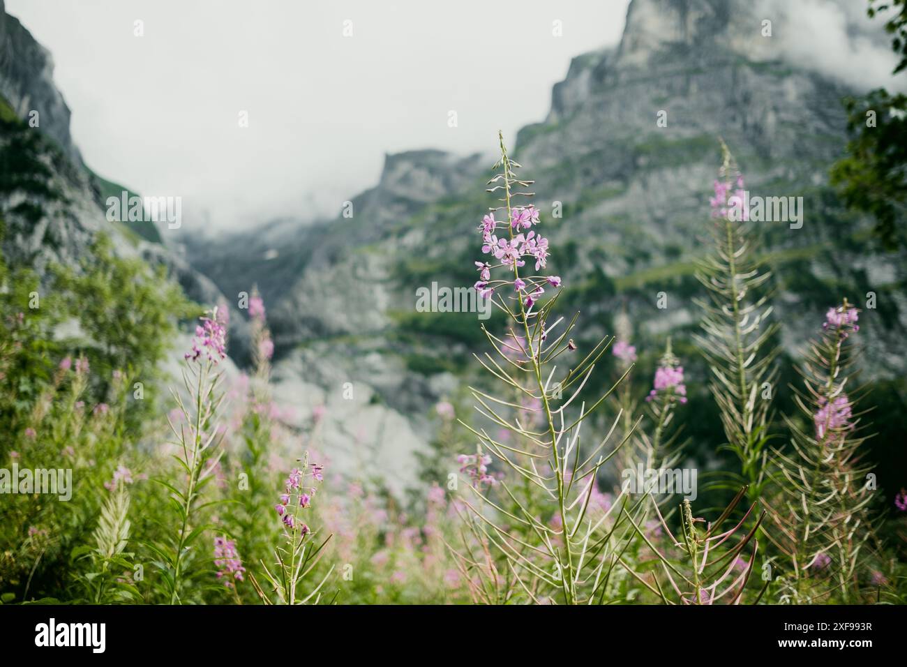 Montagne delle Alpi svizzere in estate con fiori rosa selvaggi in primo piano nella valle di Grindelwald. Concetto di esterno e natura svizzera incontaminata Foto Stock