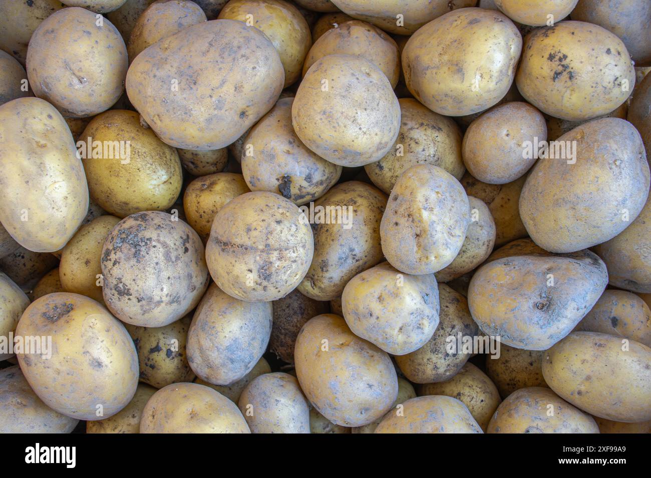 Raccolta di patate da un giardino in Germania, piantata e raccolta da soli, coltivazioni domestiche e giardinaggio domestico Foto Stock