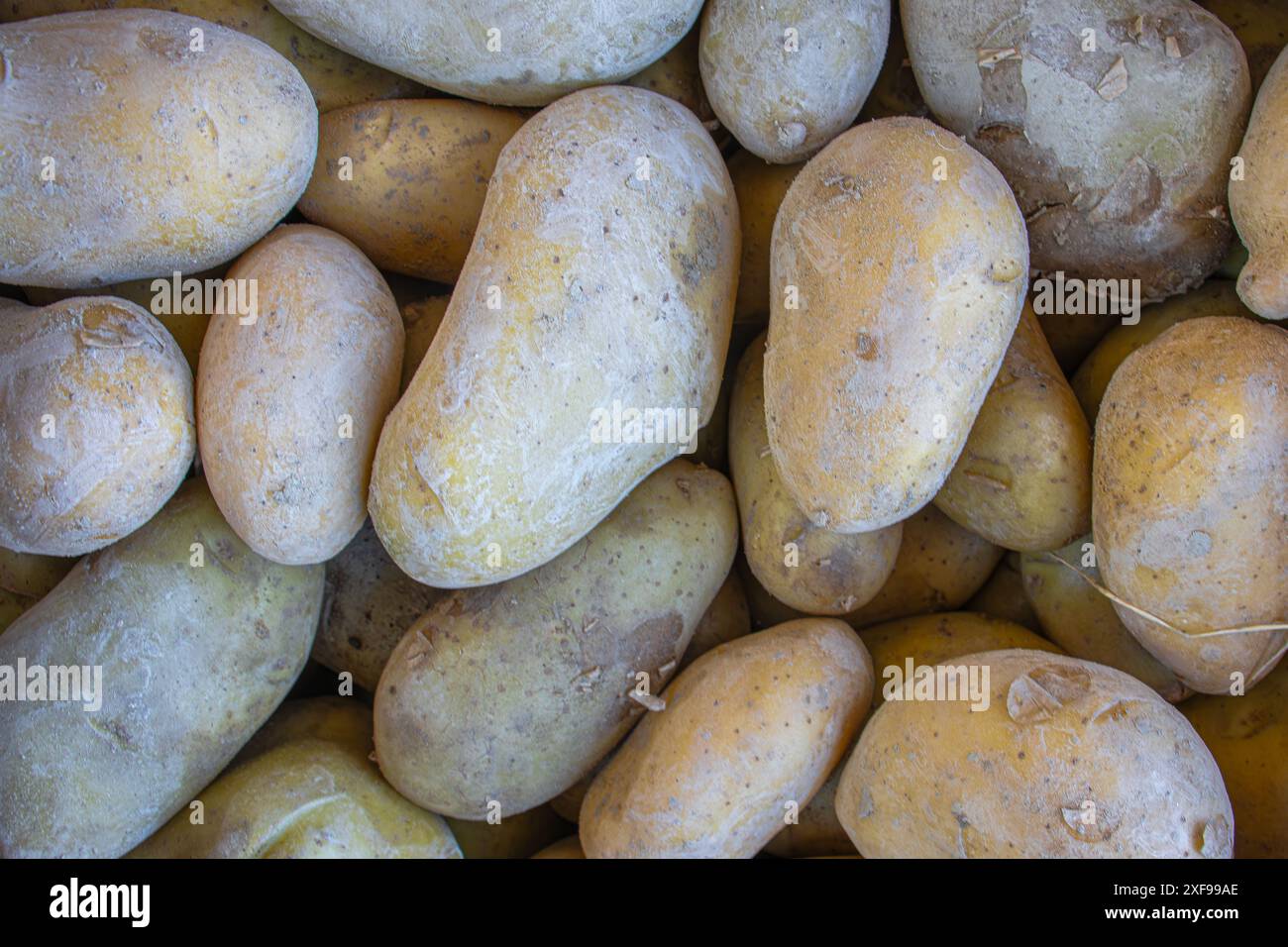 Raccolta di patate da un giardino in Germania, piantata e raccolta da soli, coltivazioni domestiche e giardinaggio domestico Foto Stock