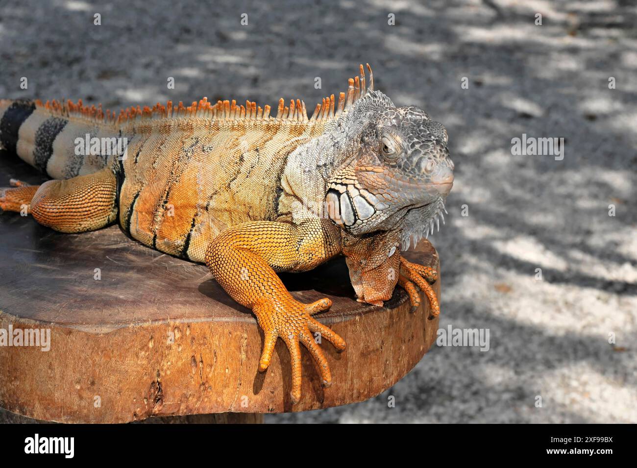 Siti maya di Tulum, 1200-1524, Tulum, Quintana Roo, Messico, America centrale, Una grande iguana poggia su un tronco al sole, la sua pelle scrosciante visibile dentro Foto Stock