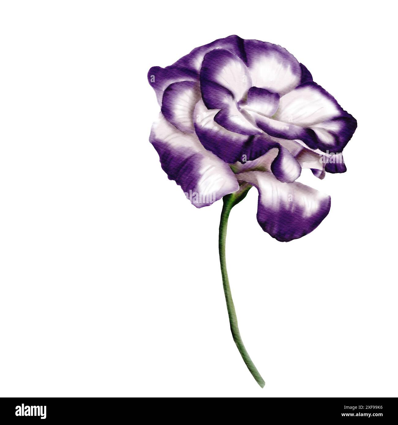 Eustoma o lisianthus. grande fiore di colore bianco e viola. Lo stelo è verde. Illustrazione acquerello. Foto Stock