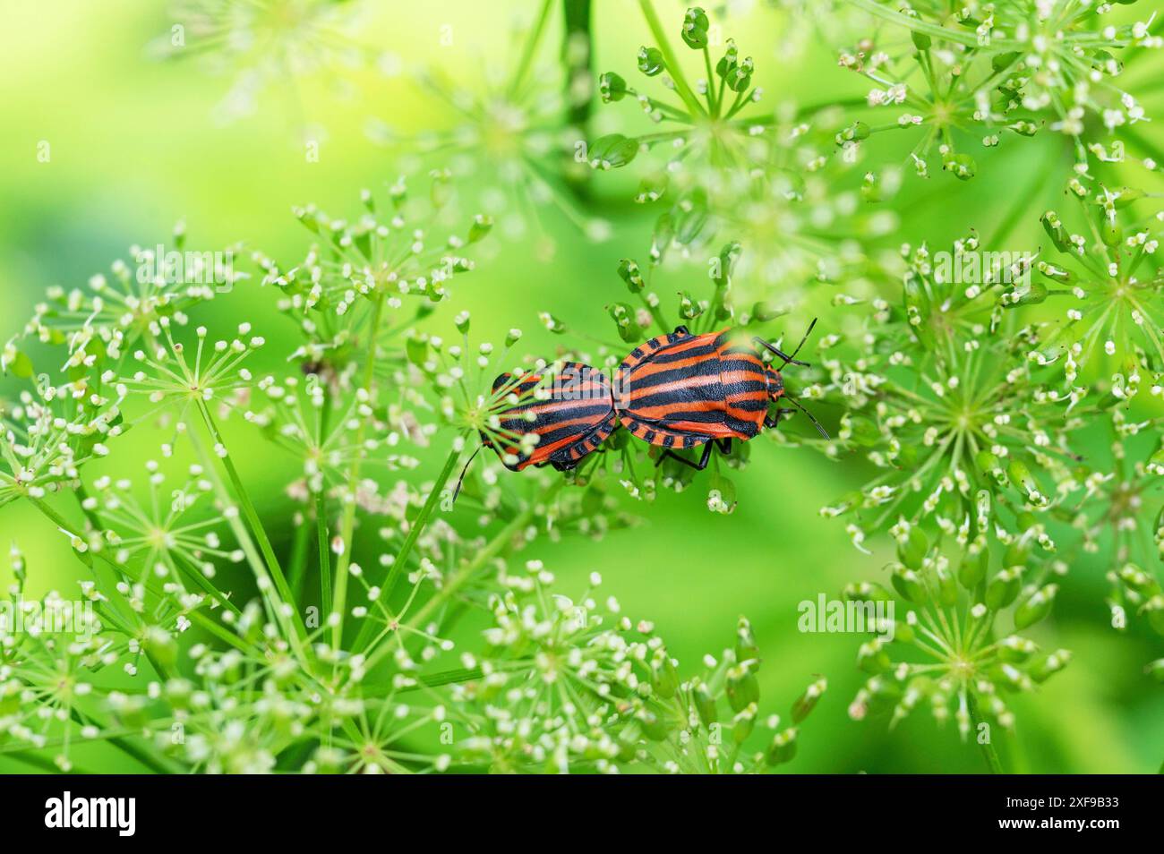 Accoppiamento di insetti italiani a strisce (Graphosoma italicum) su un fiore d'oca (Aegopodium podagraria), Baviera, Germania Foto Stock