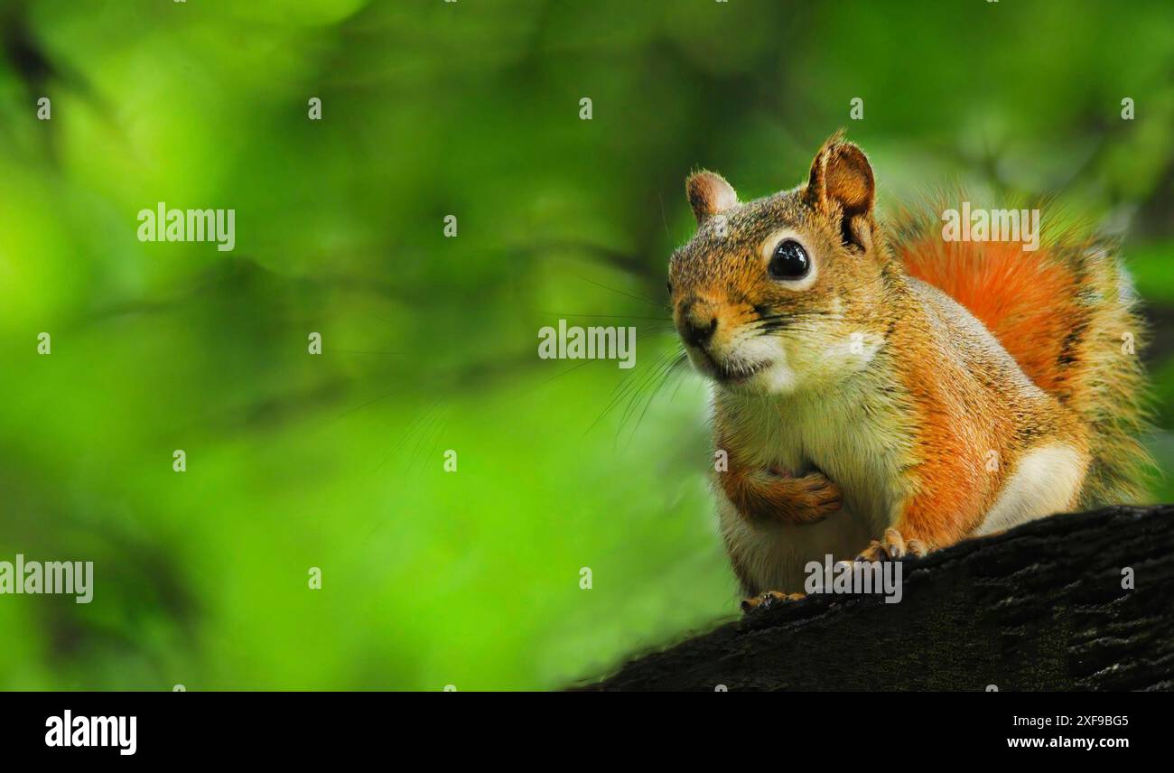 Uno scoiattolo (Sciurus vulgaris) con pelliccia bruna-rossastra arroccato su un ramo d'albero adagiato su un vibrante sfondo verde della foresta. Bielorussia, Minsk Foto Stock