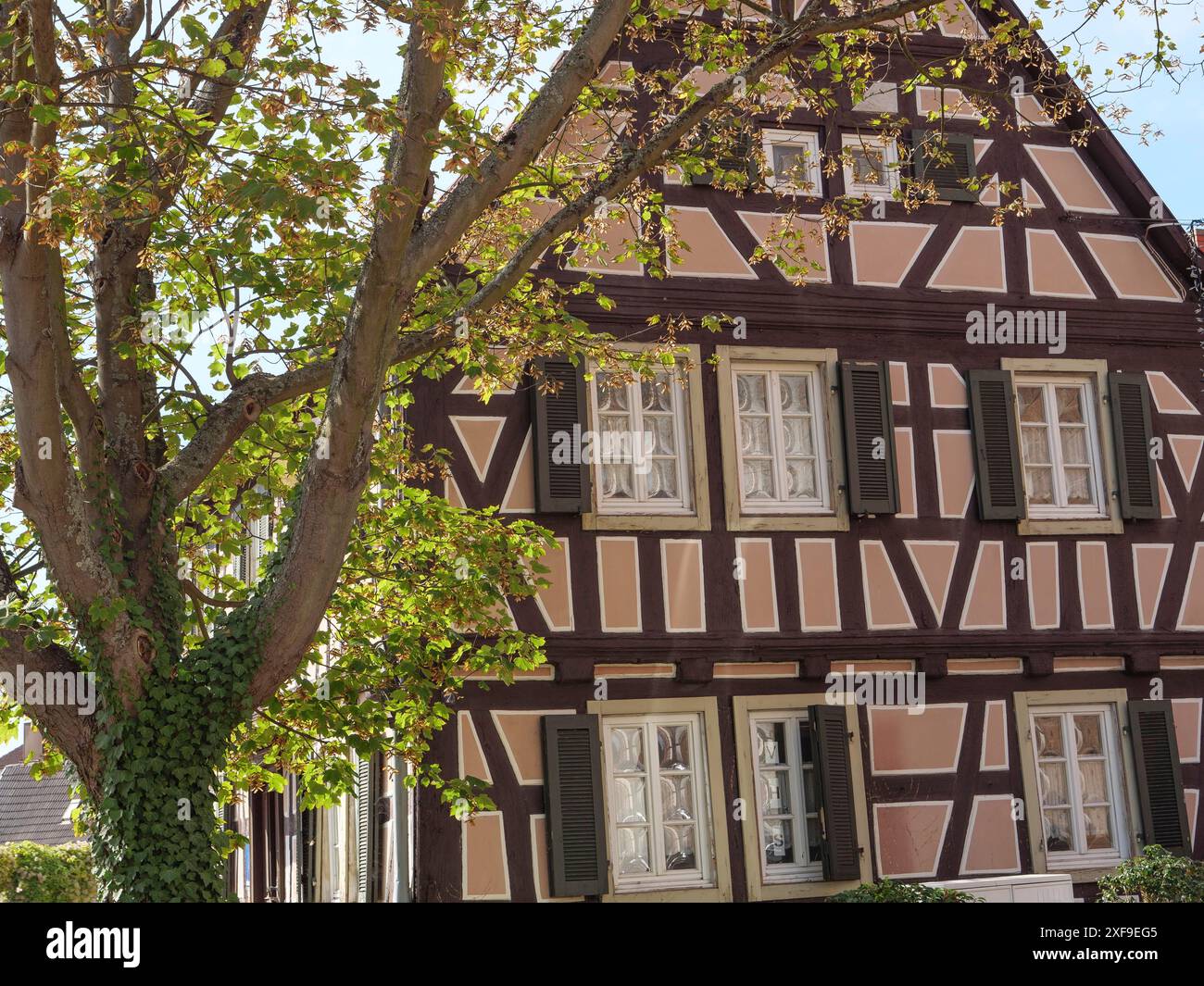 Tradizionale casa in legno con persiane aperte e un albero sul davanti. Atmosfera autunnale, Kandel, Palatinato, Germania Foto Stock